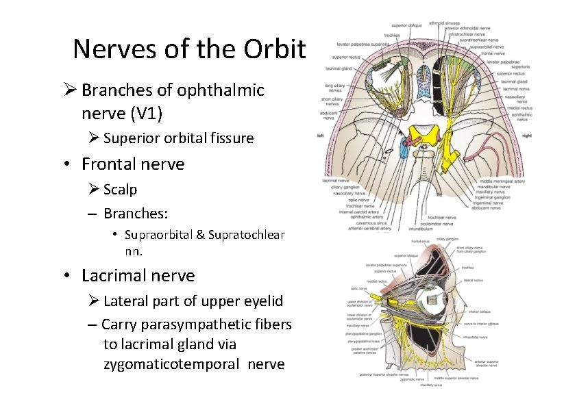 Nerves of the Orbit Branches of ophthalmic nerve (V 1) Superior orbital fissure •