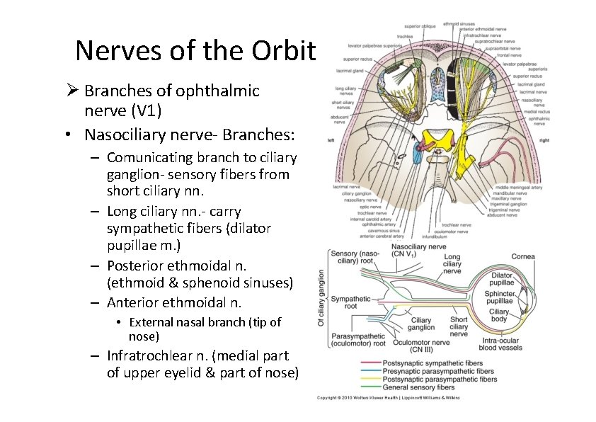 Nerves of the Orbit Branches of ophthalmic nerve (V 1) • Nasociliary nerve‐ Branches: