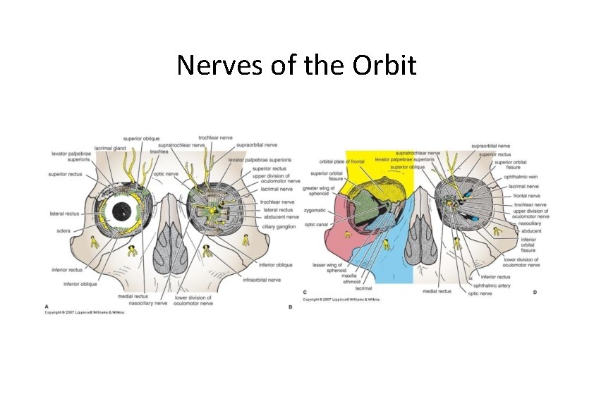 Nerves of the Orbit 