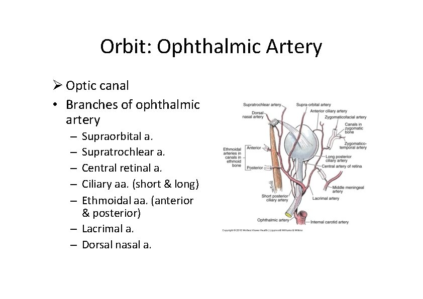Orbit: Ophthalmic Artery Optic canal • Branches of ophthalmic artery Supraorbital a. Supratrochlear a.