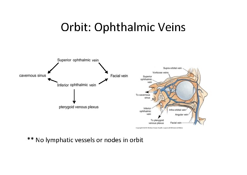 Orbit: Ophthalmic Veins ** No lymphatic vessels or nodes in orbit 