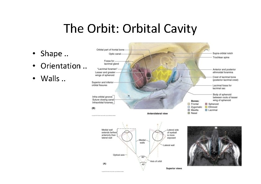 The Orbit: Orbital Cavity • Shape. . • Orientation. . • Walls. . 