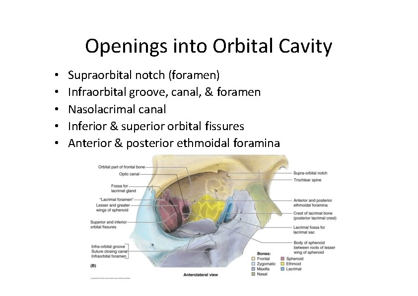 Openings into Orbital Cavity • • • Supraorbital notch (foramen) Infraorbital groove, canal, &