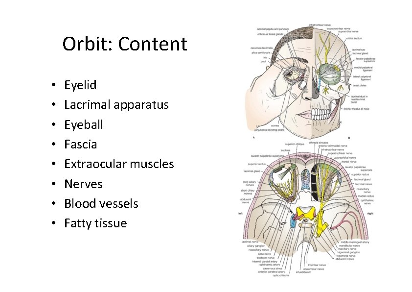Orbit: Content • • Eyelid Lacrimal apparatus Eyeball Fascia Extraocular muscles Nerves Blood vessels