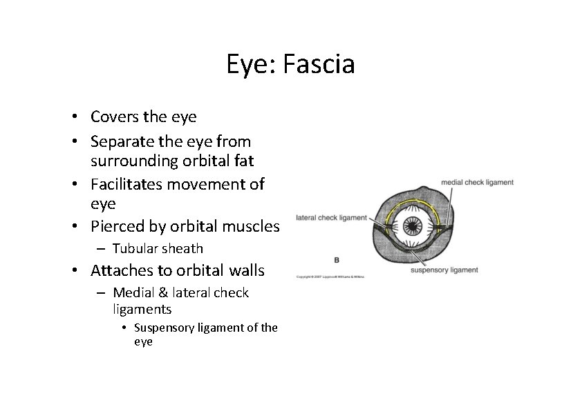 Eye: Fascia • Covers the eye • Separate the eye from surrounding orbital fat