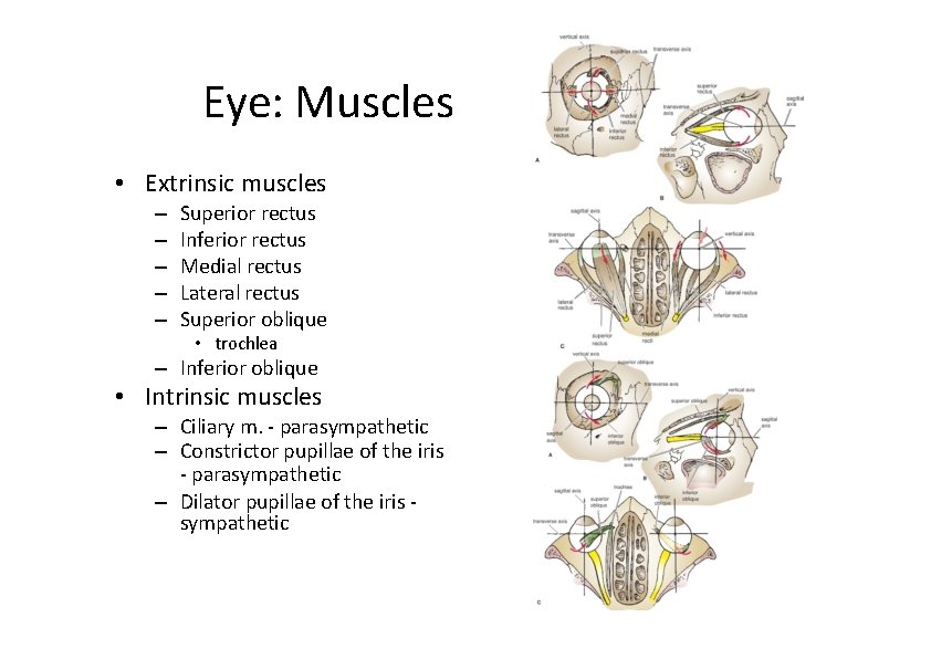 Eye: Muscles • Extrinsic muscles – – – Superior rectus Inferior rectus Medial rectus