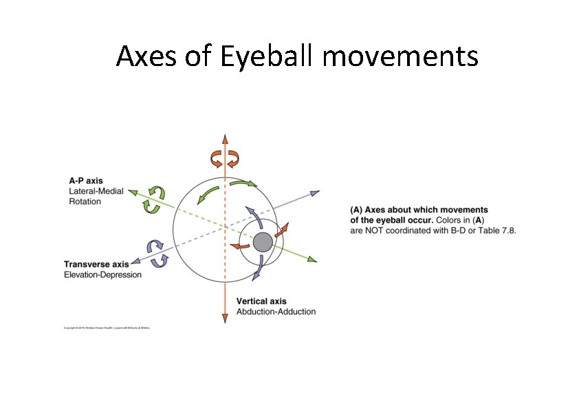 Axes of Eyeball movements 