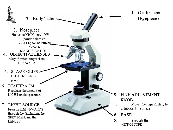 1. Ocular lens (Eyepiece) 2. Body Tube 3. Nosepiece Holds the HIGH- and LOWpower