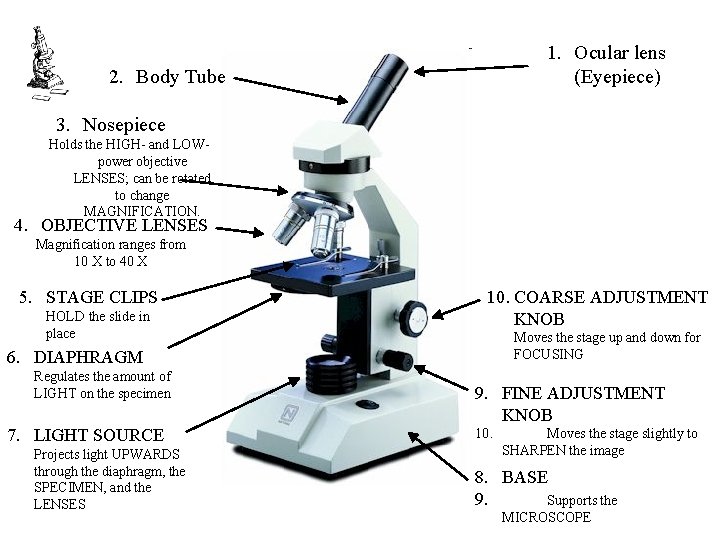 1. Ocular lens (Eyepiece) 2. Body Tube 3. Nosepiece Holds the HIGH- and LOWpower