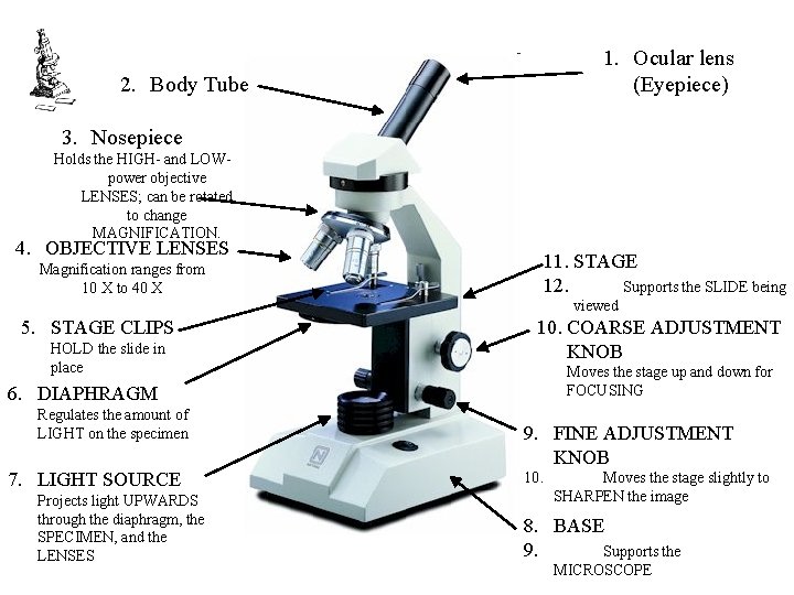 1. Ocular lens (Eyepiece) 2. Body Tube 3. Nosepiece Holds the HIGH- and LOWpower