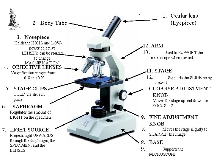 1. Ocular lens (Eyepiece) 2. Body Tube 3. Nosepiece Holds the HIGH- and LOWpower
