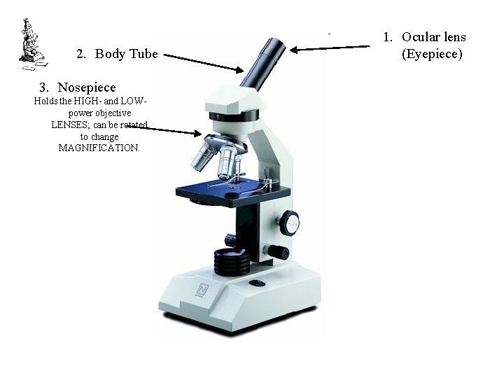 2. Body Tube 3. Nosepiece Holds the HIGH- and LOWpower objective LENSES; can be