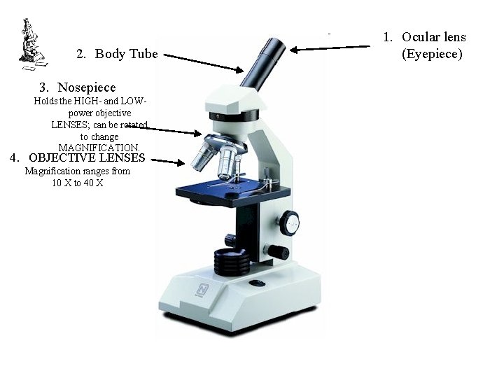 2. Body Tube 3. Nosepiece Holds the HIGH- and LOWpower objective LENSES; can be