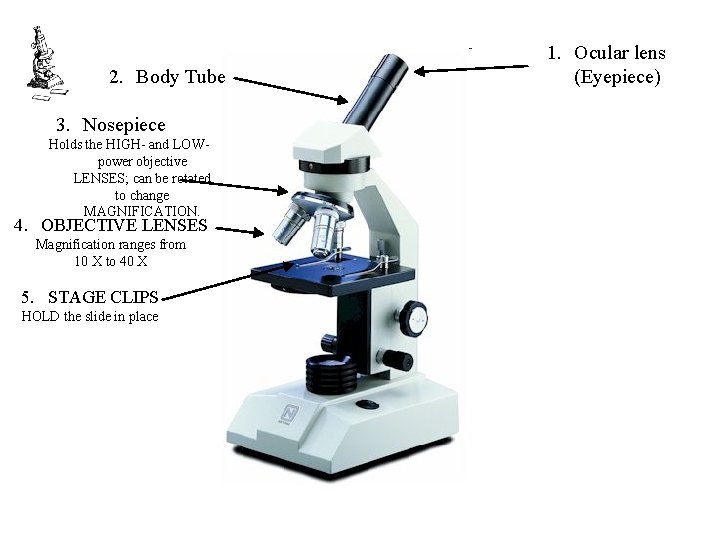 2. Body Tube 3. Nosepiece Holds the HIGH- and LOWpower objective LENSES; can be