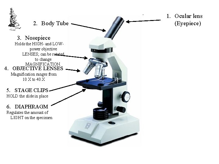 2. Body Tube 3. Nosepiece Holds the HIGH- and LOWpower objective LENSES; can be