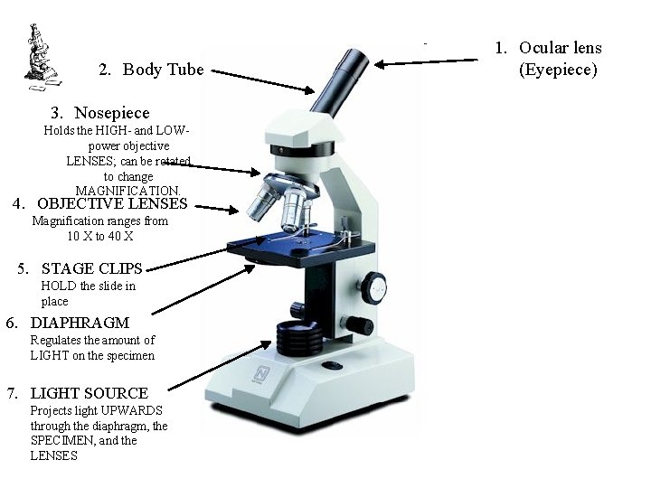 2. Body Tube 3. Nosepiece Holds the HIGH- and LOWpower objective LENSES; can be