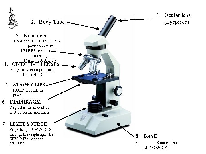 2. Body Tube 1. Ocular lens (Eyepiece) 3. Nosepiece Holds the HIGH- and LOWpower