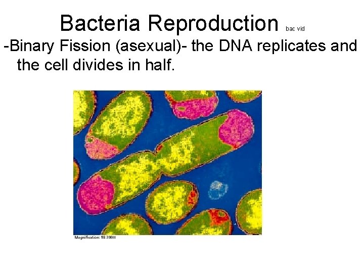 Bacteria Reproduction bac vid -Binary Fission (asexual)- the DNA replicates and the cell divides