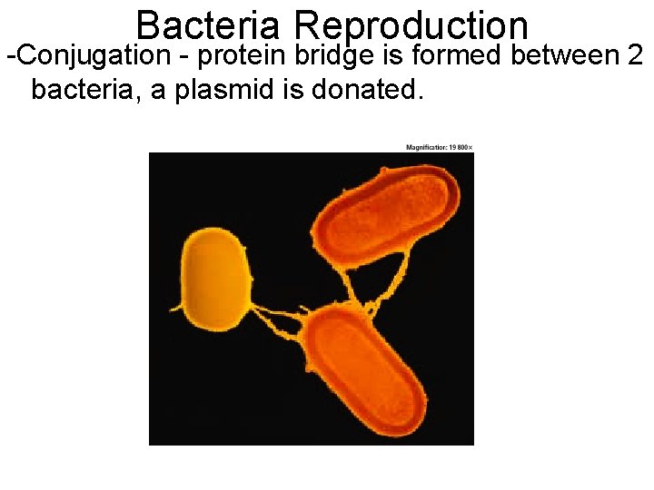 Bacteria Reproduction -Conjugation - protein bridge is formed between 2 bacteria, a plasmid is