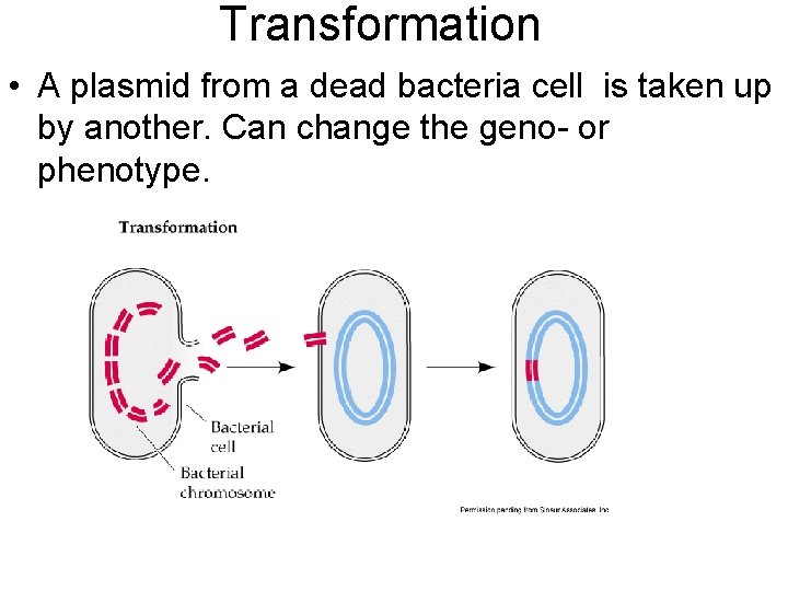 Transformation • A plasmid from a dead bacteria cell is taken up by another.