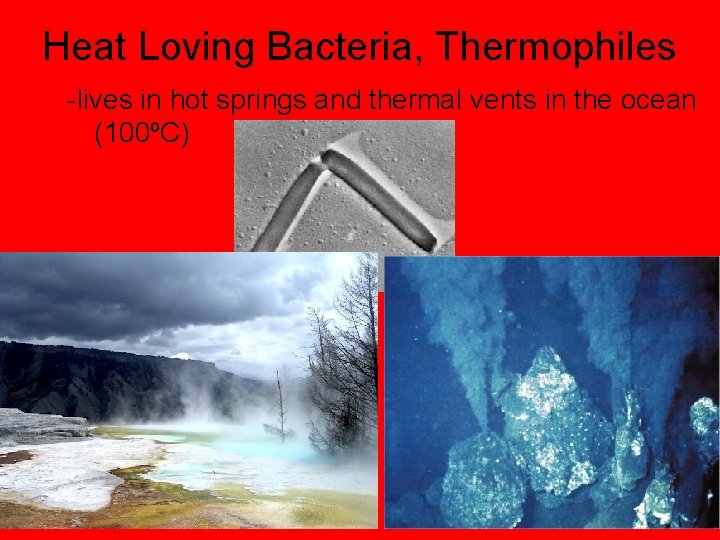 Heat Loving Bacteria, Thermophiles -lives in hot springs and thermal vents in the ocean