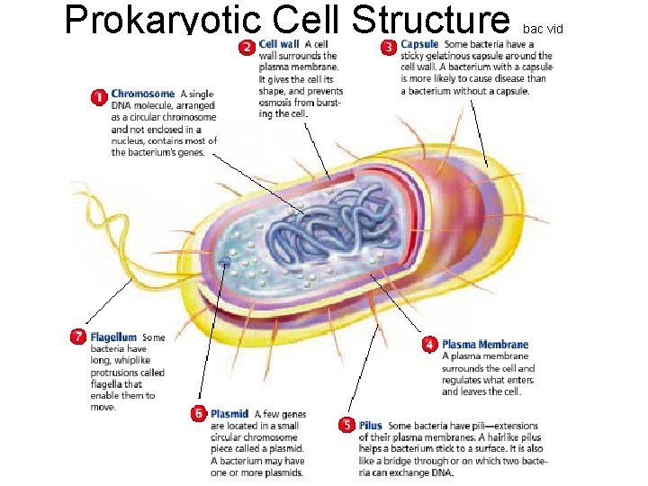 Prokaryotic Cell Structure bac vid 