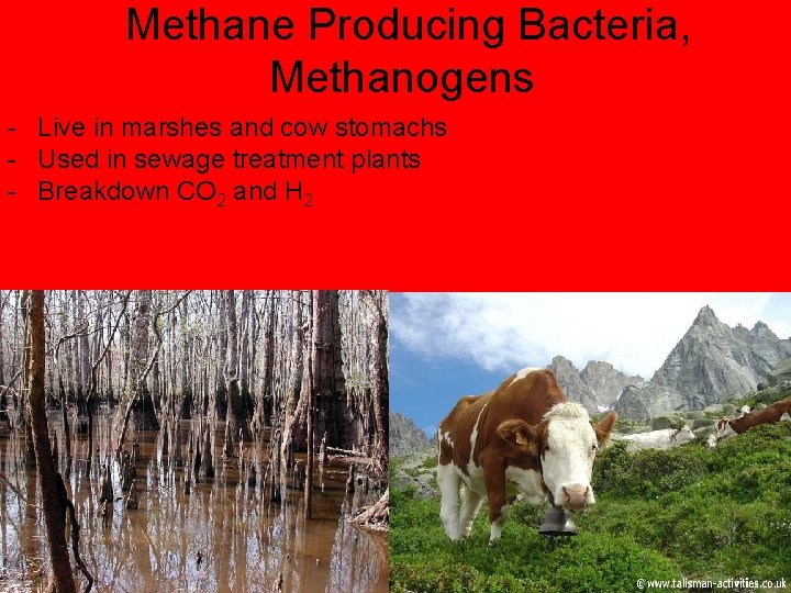 Methane Producing Bacteria, Methanogens - Live in marshes and cow stomachs - Used in