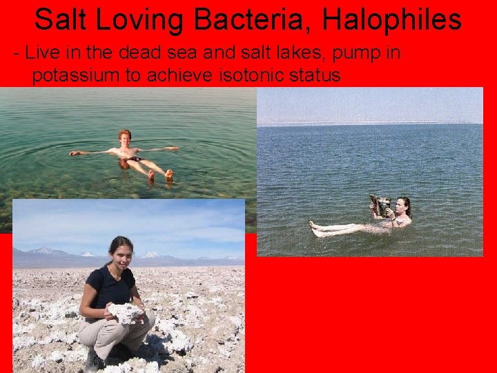 Salt Loving Bacteria, Halophiles - Live in the dead sea and salt lakes, pump