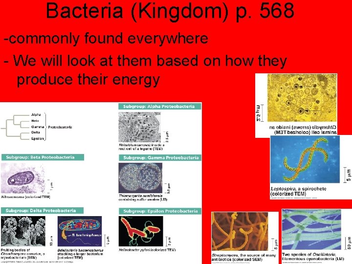 Bacteria (Kingdom) p. 568 -commonly found everywhere - We will look at them based