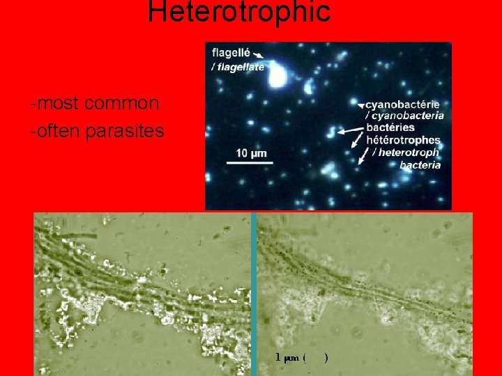 Heterotrophic -most common -often parasites 