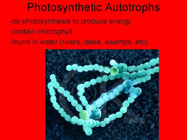 Photosynthetic Autotrophs -do photosynthesis to produce energy -contain chlorophyll -found in water (rivers, lakes,