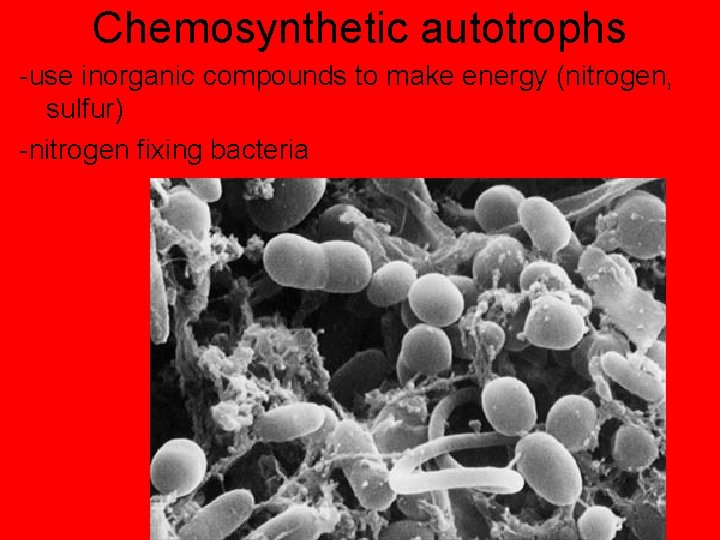 Chemosynthetic autotrophs -use inorganic compounds to make energy (nitrogen, sulfur) -nitrogen fixing bacteria 