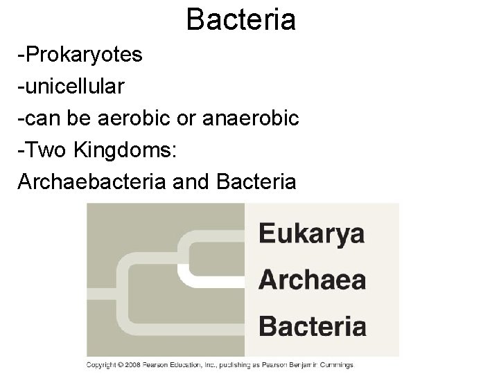 Bacteria -Prokaryotes -unicellular -can be aerobic or anaerobic -Two Kingdoms: Archaebacteria and Bacteria 