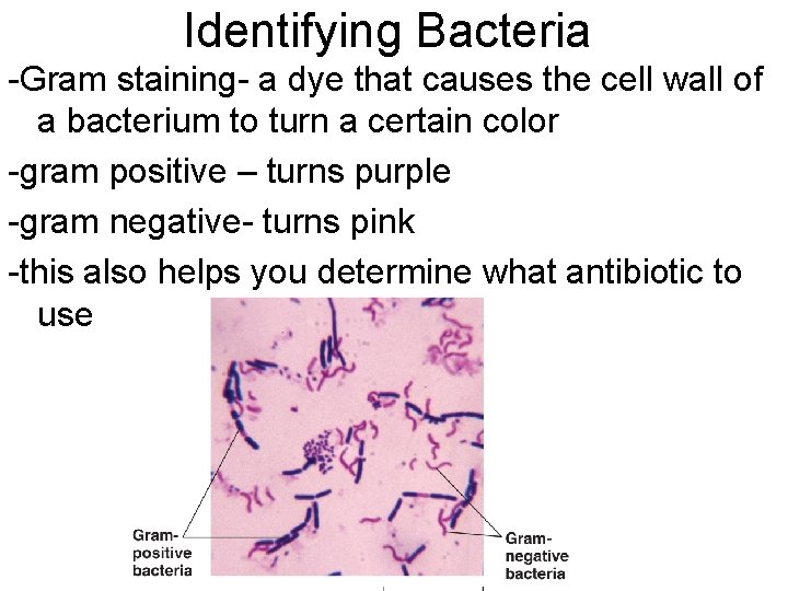 Identifying Bacteria -Gram staining- a dye that causes the cell wall of a bacterium