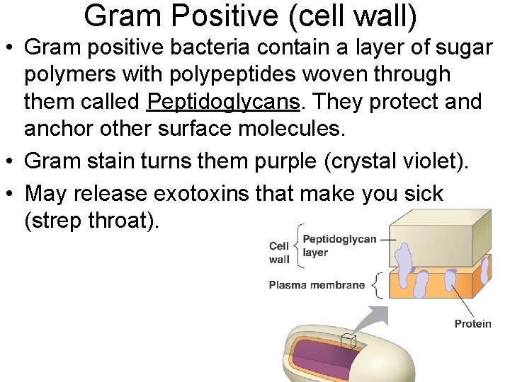 Gram Positive (cell wall) • Gram positive bacteria contain a layer of sugar polymers