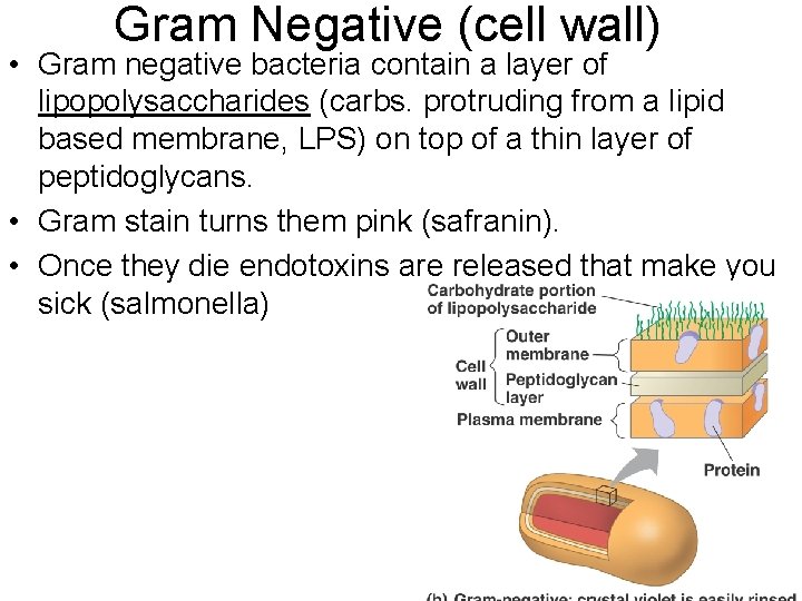 Gram Negative (cell wall) • Gram negative bacteria contain a layer of lipopolysaccharides (carbs.