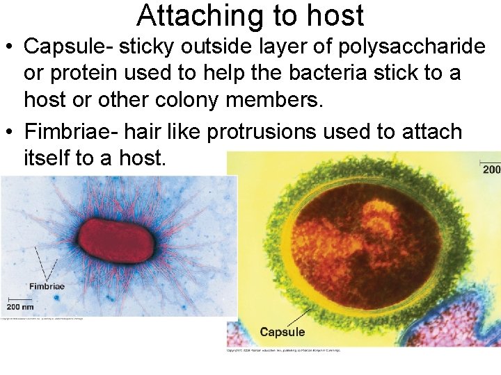 Attaching to host • Capsule- sticky outside layer of polysaccharide or protein used to