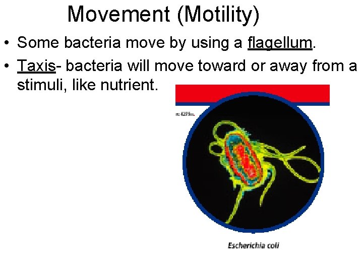 Movement (Motility) • Some bacteria move by using a flagellum. • Taxis- bacteria will