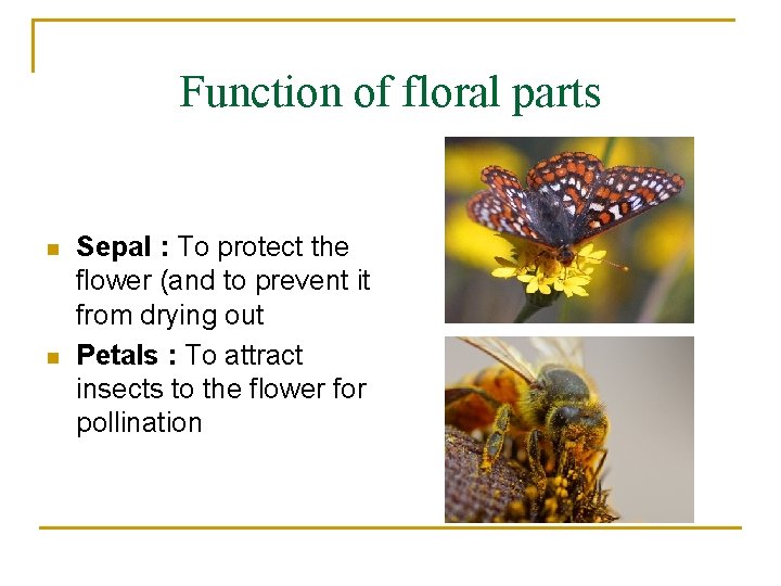Function of floral parts n n Sepal : To protect the flower (and to