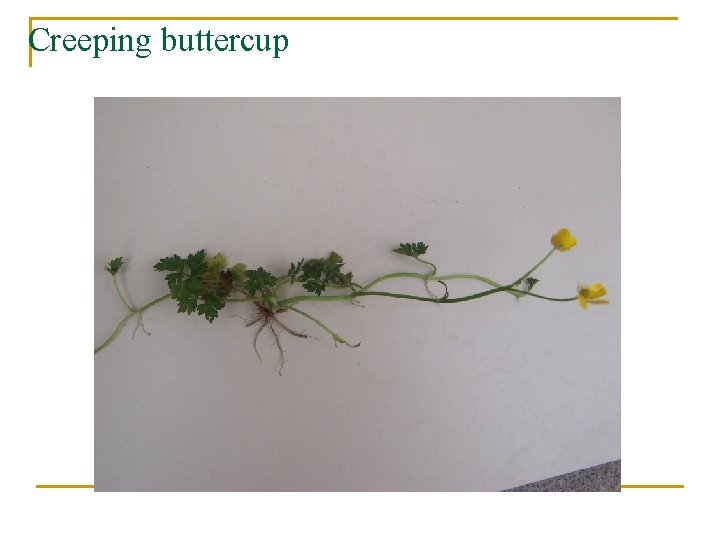 Creeping buttercup 