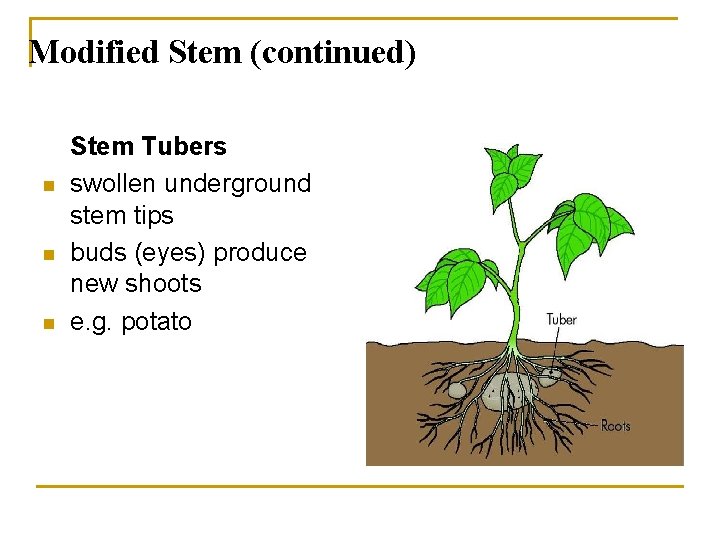 Modified Stem (continued) n n n Stem Tubers swollen underground stem tips buds (eyes)