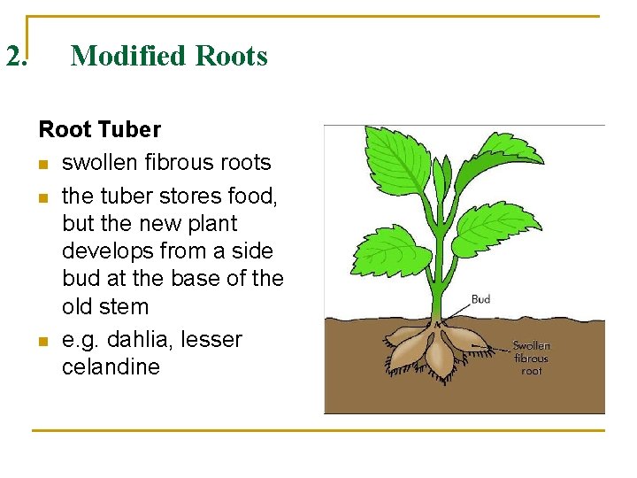 2. Modified Roots Root Tuber n swollen fibrous roots n the tuber stores food,