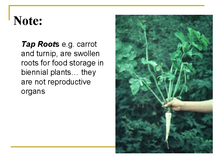 Note: Tap Roots e. g. carrot and turnip, are swollen roots for food storage