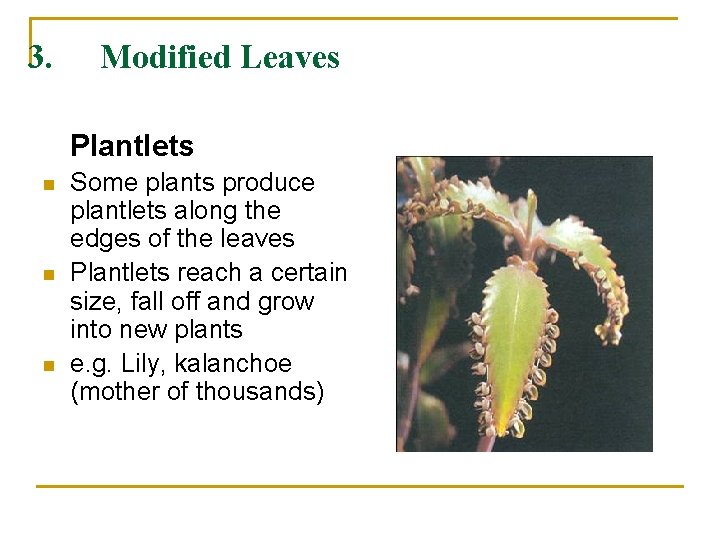 3. Modified Leaves Plantlets n n n Some plants produce plantlets along the edges