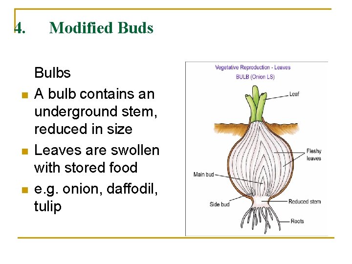 4. n n n Modified Buds Bulbs A bulb contains an underground stem, reduced