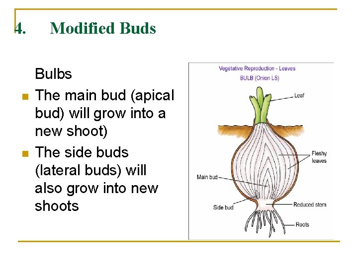 4. n n Modified Buds Bulbs The main bud (apical bud) will grow into