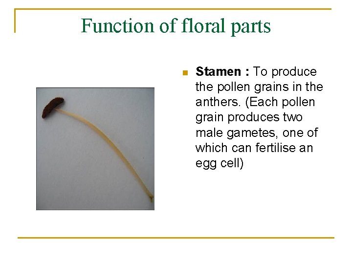 Function of floral parts n Stamen : To produce the pollen grains in the