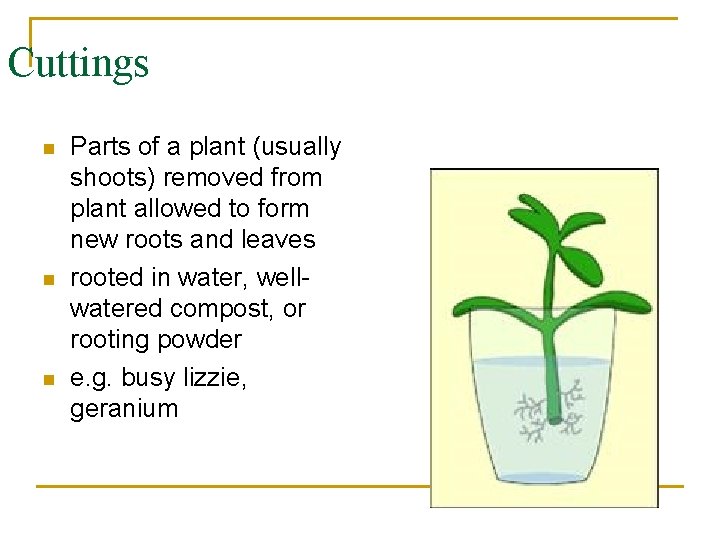 Cuttings n n n Parts of a plant (usually shoots) removed from plant allowed