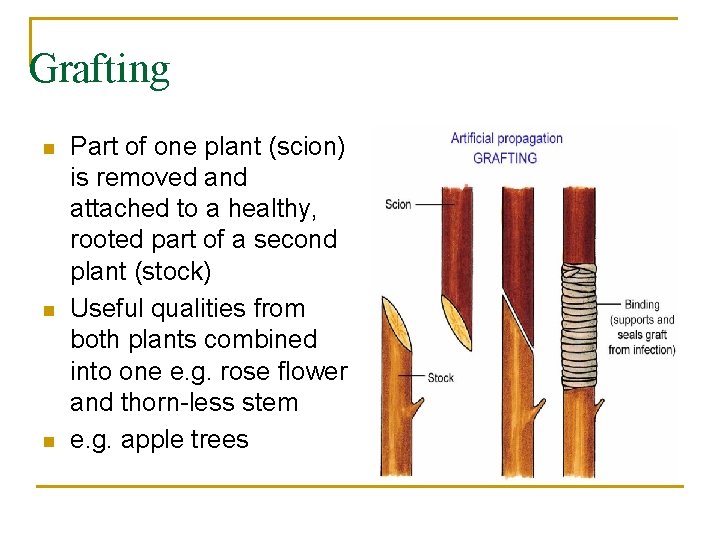 Grafting n n n Part of one plant (scion) is removed and attached to