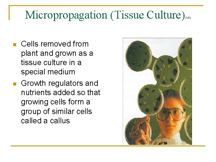 Micropropagation (Tissue Culture) n n Cells removed from plant and grown as a tissue